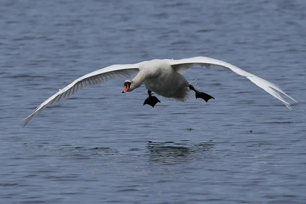 Cygne muet (Cygnus olor) — Photo