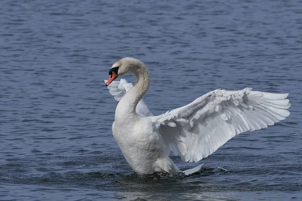 Stumsvan (Cygnus olor)) — Stockfoto