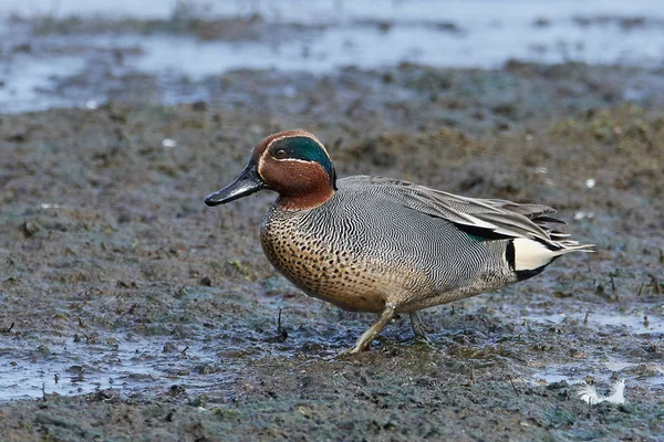 Eurasian teal (Anas crecca) — Stock Photo, Image