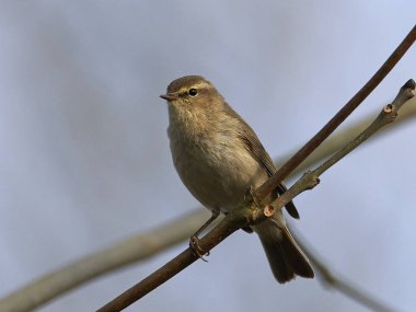 Yaygın chiffchaff (Phylloscopus collybita)