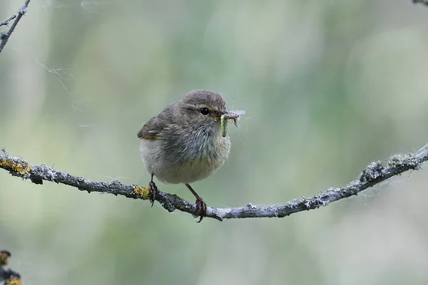 Κοινός σκώληκας (Phylloscopus collybita) — Φωτογραφία Αρχείου