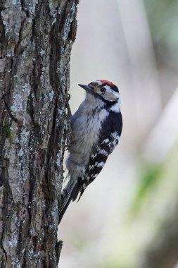daha az benekli ağaçkakan (Dryobates minör)