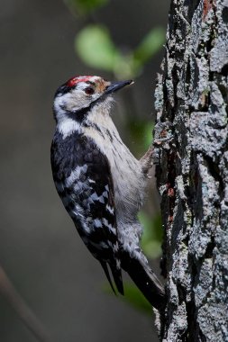 daha az benekli ağaçkakan (Dryobates minör)
