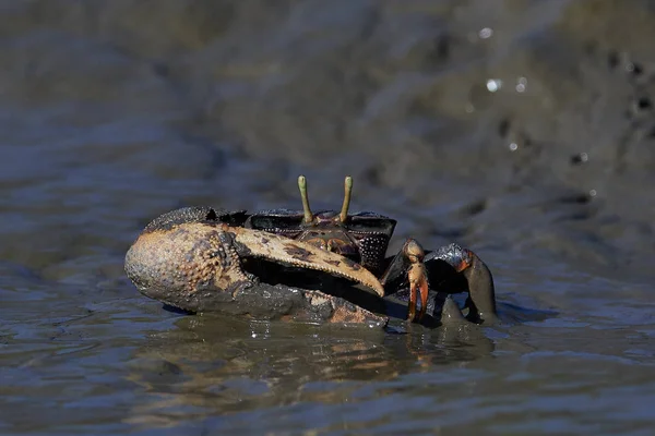 Crabe violoneux (Uca tangeri) ) — Photo