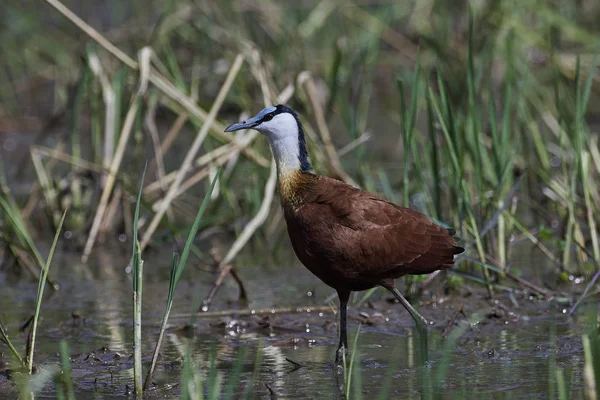 Jacana Αφρικής (Actophilornis Αφρικανός) — Φωτογραφία Αρχείου