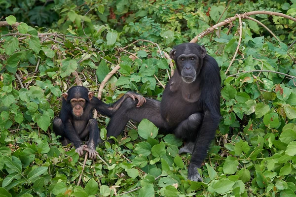 Chimpancé (Pan trogloditas ) — Foto de Stock