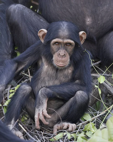 침팬지 (팬 혈 거 생물은) — 스톡 사진