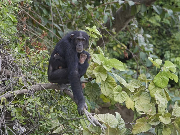 Csimpánz (Pan troglodytes) — Stock Fotó