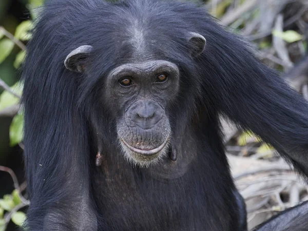 Шимпанзе (Pan troglodytes ) — стоковое фото
