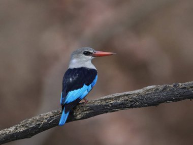 gri başlı yalıçapkını (halcyon leucocephala)