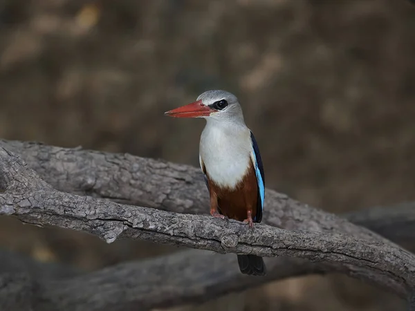 Grijs-headed kingfisher (halcyon leucocephala) — Stockfoto