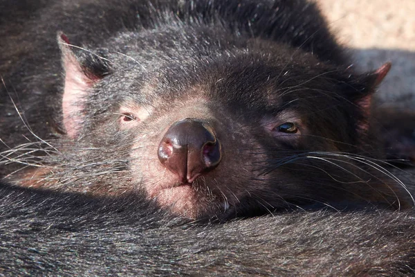 Tasmanian Devil (Sarcophilus harcheli) ) — стоковое фото