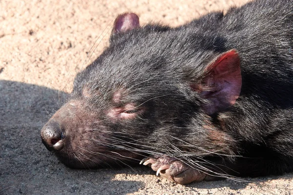 Diablo de Tasmania (Sarcophilus harrisii ) —  Fotos de Stock