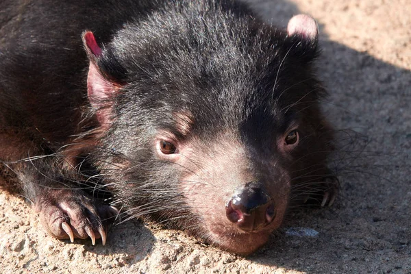 Tasmanian Devil (Sarcophilus harcheli) ) — стоковое фото