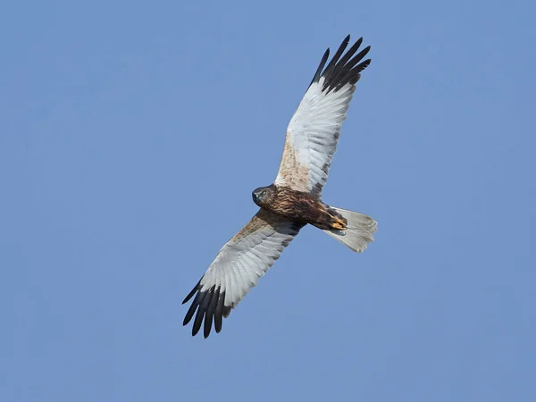 Harrier del pantano occidental (Circus aeruginosus ) — Foto de Stock