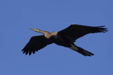 Afrika darter (Anhinga rufa)