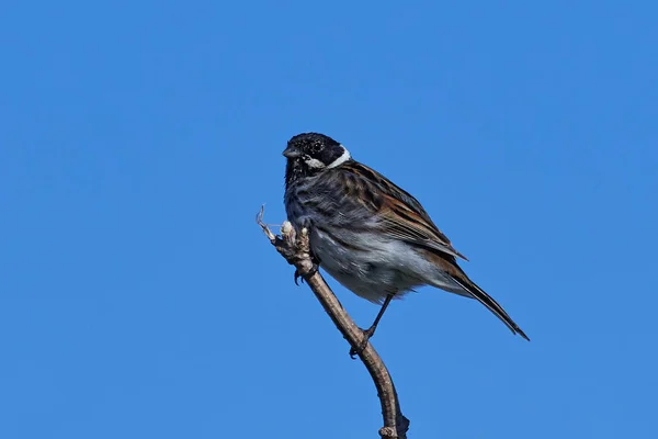 Reed bunting comum (Emberiza schoeniclus) — Fotografia de Stock