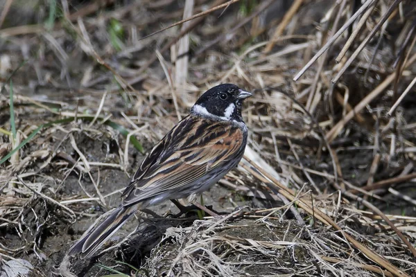 Vanlig rørbunting (Emberiza schoeniclus) – stockfoto