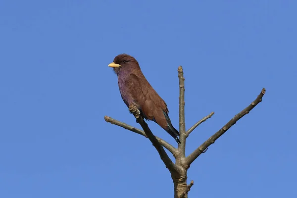 Breitschnabelwalze (Eurystomus glaucurus)) — Stockfoto