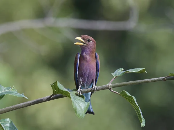 Rolo de bico largo (Eurystomus glaucurus ) — Fotografia de Stock