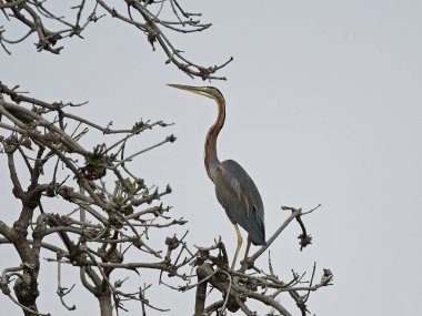 Mor balıkçıl (Ardea purpurea)