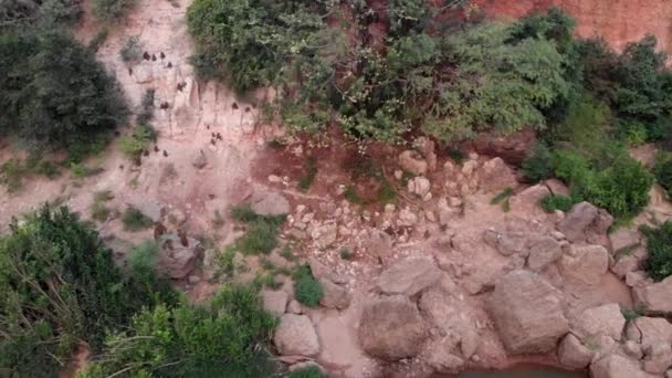 Flygbild Över Guinea Babianer Deras Naturliga Livsmiljö Vid Wassadou Senegal — Stockvideo