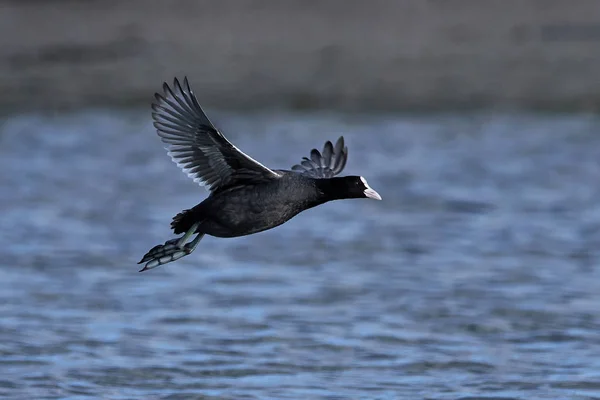 Coot eurasiático (Fulica atra) — Fotografia de Stock