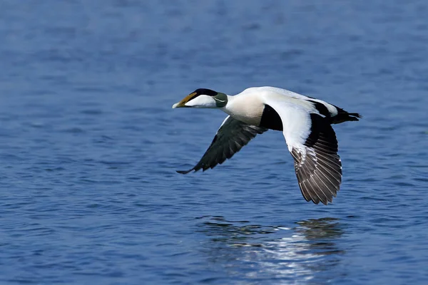 Ortak eider (somateria mollissima) — Stok fotoğraf