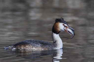 Büyük Armalı Yunus (Podiceps kriteri)