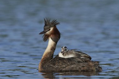 Büyük Armalı Yunus (Podiceps kriteri)