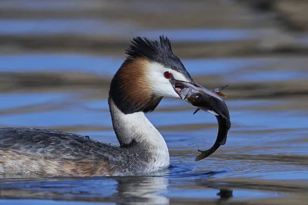 Velký hřeben Grebe (Podiceps cristatus) — Stock fotografie