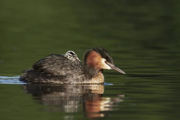 Velký hřeben Grebe (Podiceps cristatus) — Stock fotografie