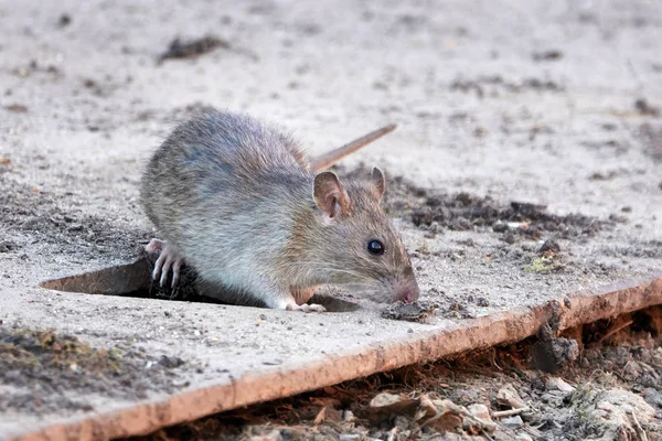 Kahverengi fare (Rattus norvegicus)