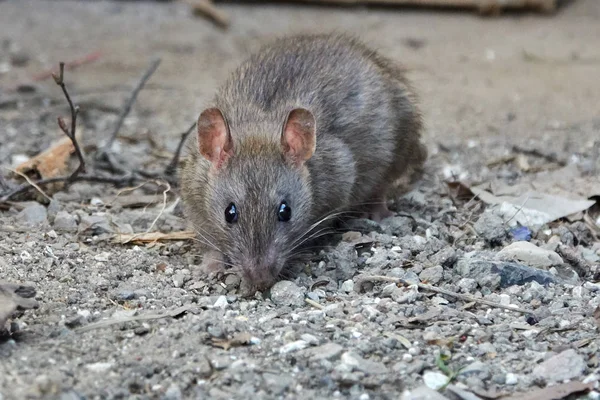 Щур Браун (Rattus norvegicus) — стокове фото