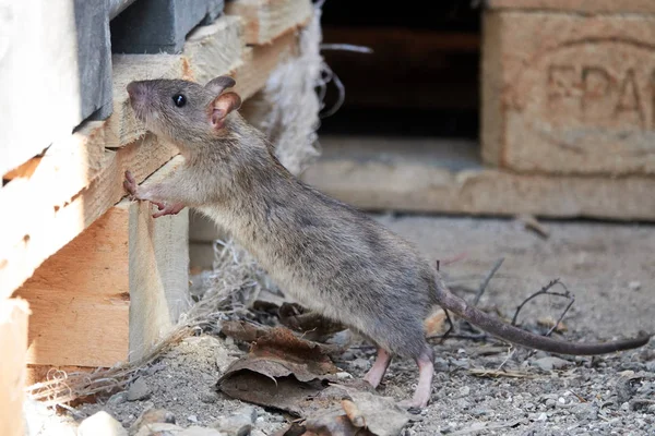 Bruine Rat (Rattus norvegicus) — Stockfoto