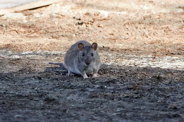 Bruine Rat (Rattus norvegicus) — Stockfoto