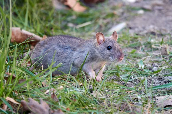 Brown rat (Rattus norvegicus) — Stock Photo, Image