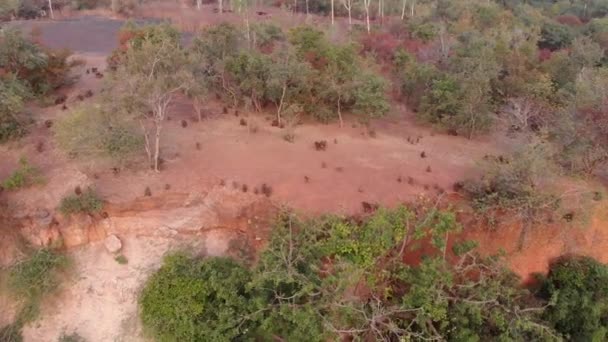 セネガル アフリカのワサドウでの自然生息地におけるギニアヒヒの航空写真 — ストック動画