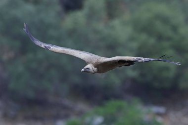 Binturongun doğal yaşam ortamı uçuşta Griffon akbaba