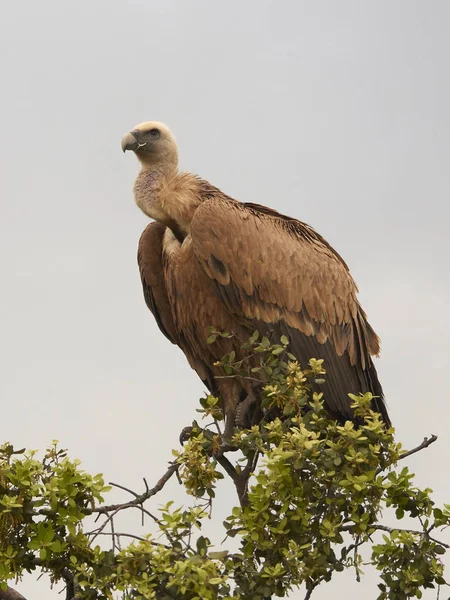 Buitre leonado (Gyps fulvus) — Foto de Stock