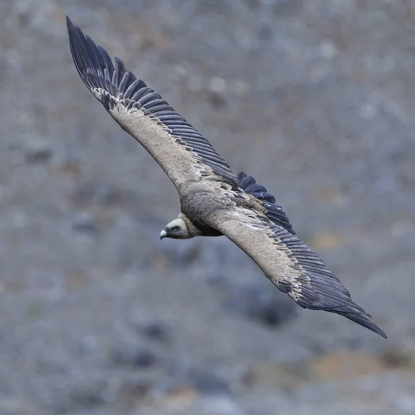 Griffon Vulture Flight Its Natural Habitat — Stock Photo, Image