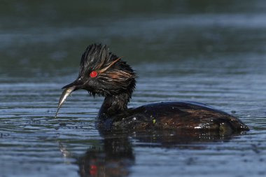 kara boyunlu batağan (podiceps nigricollis)