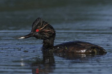 kara boyunlu batağan (podiceps nigricollis)
