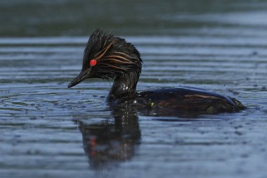 kara boyunlu batağan (podiceps nigricollis)