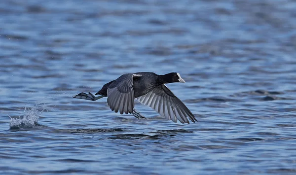 Eurasian coot (Fulica atra) — Stock Photo, Image