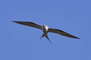 Afrika Kırlangıç kuyruklu çaylak (Chelictinia riocourii)