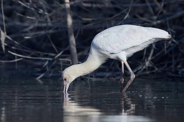 Евразийская ложка (Platalea leucorodia) — стоковое фото