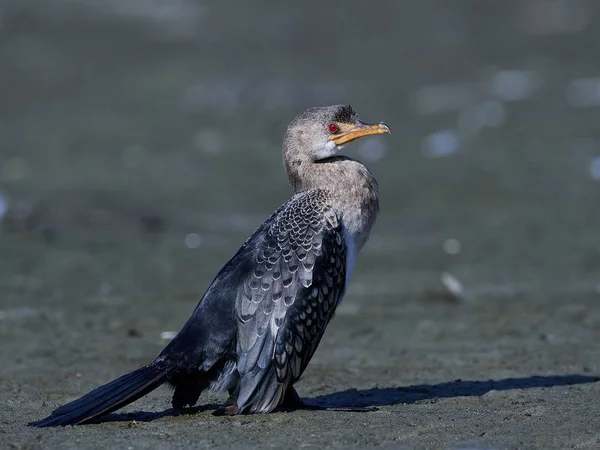 Långstjärtad skarv (Microcarbo Africanus) — Stockfoto