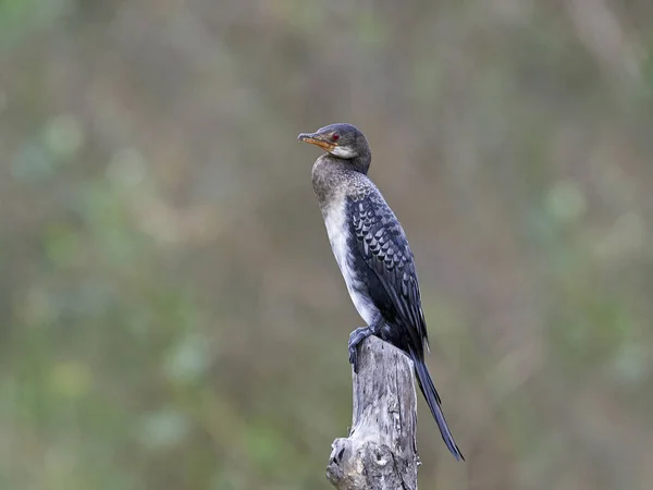 Long-tailed Cormorant (Microcarbo africanus) — Stock Photo, Image