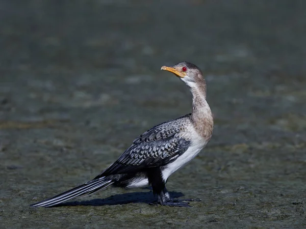 Cormorant (Microcarbo africanus)) — Stockfoto